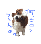 キャバリア アーロン お気楽スタンプ（個別スタンプ：3）