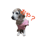 ゆずんぷ（個別スタンプ：12）