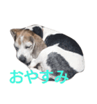 ゆずんぷ（個別スタンプ：13）