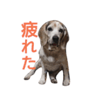 ゆずんぷ（個別スタンプ：15）