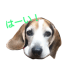 ゆずんぷ（個別スタンプ：34）