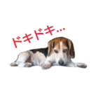ゆずんぷ（個別スタンプ：37）