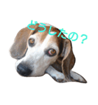 ゆずんぷ（個別スタンプ：38）