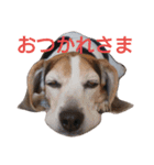 ゆずんぷ（個別スタンプ：39）