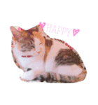 cat love life（個別スタンプ：2）