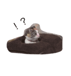 cat love life（個別スタンプ：3）