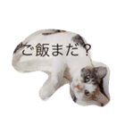 cat love life（個別スタンプ：5）
