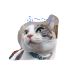 cat love life（個別スタンプ：6）