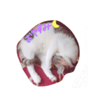 cat love life（個別スタンプ：7）