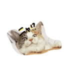 cat love life（個別スタンプ：8）