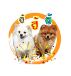 Pomeranian lover（個別スタンプ：1）