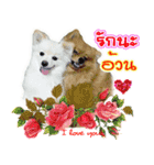 Pomeranian lover（個別スタンプ：2）