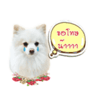 Pomeranian lover（個別スタンプ：3）