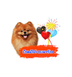 Pomeranian lover（個別スタンプ：4）