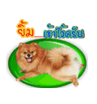 Pomeranian lover（個別スタンプ：5）