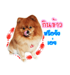 Pomeranian lover（個別スタンプ：6）