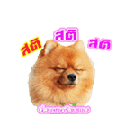 Pomeranian lover（個別スタンプ：8）