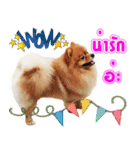 Pomeranian lover（個別スタンプ：9）