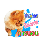Pomeranian lover（個別スタンプ：10）