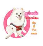 Pomeranian lover（個別スタンプ：11）