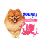 Pomeranian lover（個別スタンプ：12）