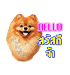 Pomeranian lover（個別スタンプ：13）