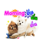 Pomeranian lover（個別スタンプ：14）