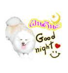 Pomeranian lover（個別スタンプ：15）