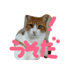 よこ①（個別スタンプ：1）