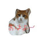 よこ①（個別スタンプ：7）