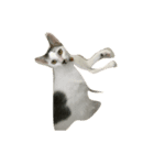 cat cat cat cat cat haha（個別スタンプ：1）