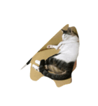 cat cat cat cat cat haha（個別スタンプ：2）