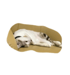 cat cat cat cat cat haha（個別スタンプ：5）