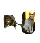 cat cat cat cat cat haha（個別スタンプ：6）