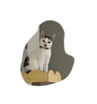 cat cat cat cat cat haha（個別スタンプ：8）