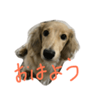 カニーヘンダックスのバニラくん（個別スタンプ：7）