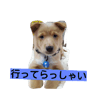 福助となかまたち（個別スタンプ：1）