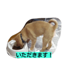 福助となかまたち（個別スタンプ：5）