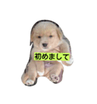 福助となかまたち（個別スタンプ：7）