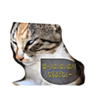 実写ねこちゃん（個別スタンプ：1）