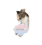 実写ねこちゃん（個別スタンプ：2）