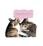 実写ねこちゃん（個別スタンプ：4）