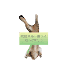 実写ねこちゃん（個別スタンプ：5）