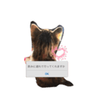 実写ねこちゃん（個別スタンプ：6）