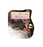 実写ねこちゃん（個別スタンプ：7）