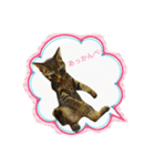 我が家のにゃんこーず（個別スタンプ：2）
