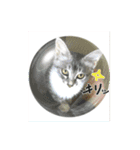 我が家のにゃんこーず（個別スタンプ：3）