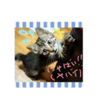 我が家のにゃんこーず（個別スタンプ：5）