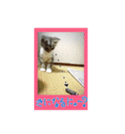 我が家のにゃんこーず（個別スタンプ：6）