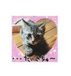 我が家のにゃんこーず（個別スタンプ：9）